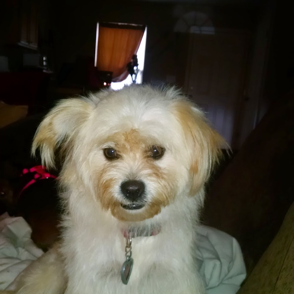 Meet your Posher, Carol